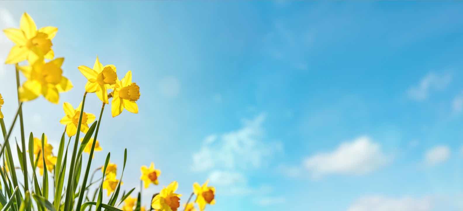 daffodils-and-sky