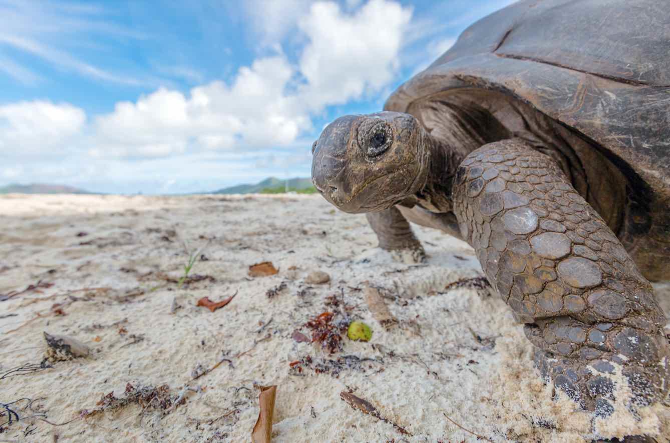 tortoise-on-the-beach
